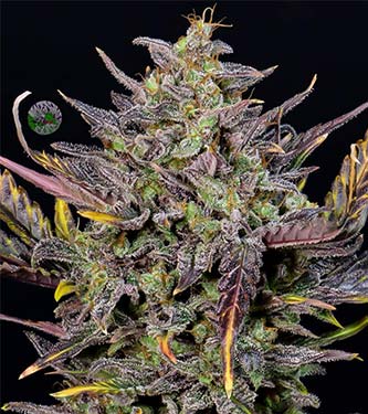 Mexican Airlines > Fast Buds Company | Autoflowering Cannabis   |  Sativa