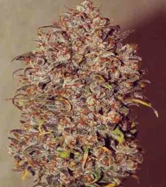 Mexican Airlines > Fast Buds Company | Autoflowering Cannabis   |  Sativa