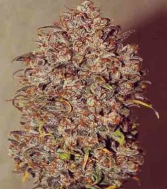 Mexican Airlines > Fast Buds Company | Semillas autoflorecientes  |  Sativa