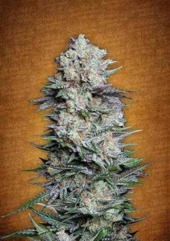 Mexican Airlines > Fast Buds Company | Autoflowering Cannabis   |  Sativa