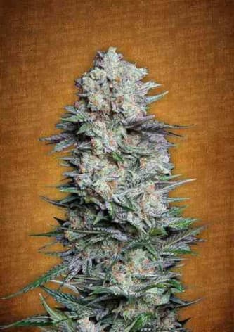 Mexican Airlines > Fast Buds Company | Graines Autofloraison  |  Sativa