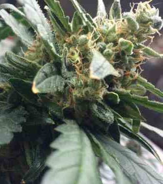 Mexican Airlines > Fast Buds Company | Autoflowering Cannabis   |  Sativa