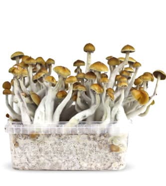 Mexican > Magic Mushrooms | Magic Mushrooms / Psilocybin mushroom