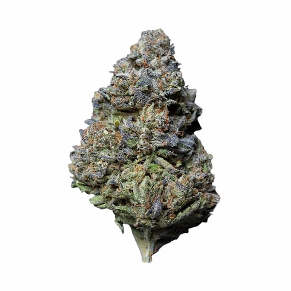 Michigan Mints > Tramuntana Seeds | Feminisierte Hanfsamen  |  Hybrid