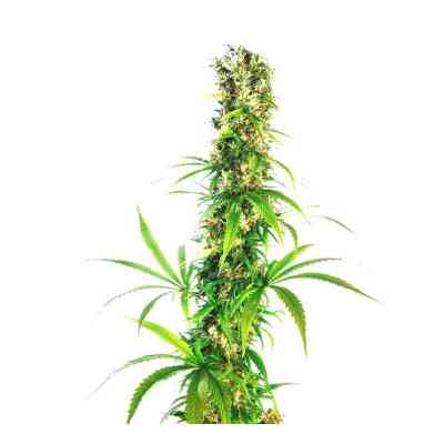 Michka Seed > Sensi Seeds | Feminized Marijuana   |  Sativa