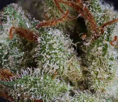 Midas > Rare Dankness Seeds | Semillas Regulares  |  Sativa