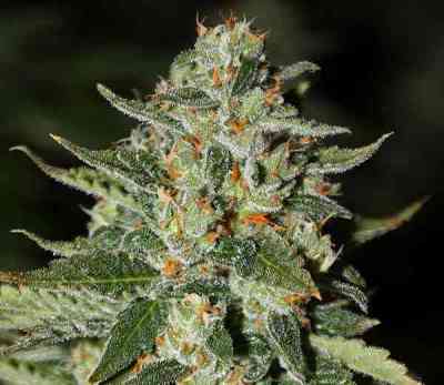 Midas > Rare Dankness Seeds | Regular Marijuana   |  Sativa