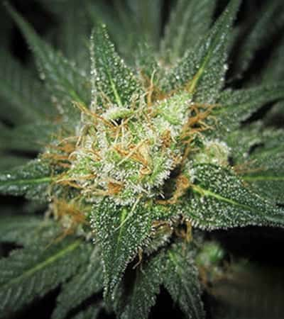 Midnight Kush > G13 Labs | Feminized Marijuana   |  Indica