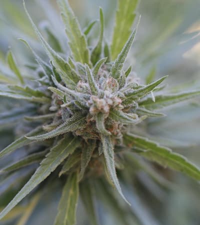 Midnight Kush > G13 Labs | Feminisierte Hanfsamen  |  Indica