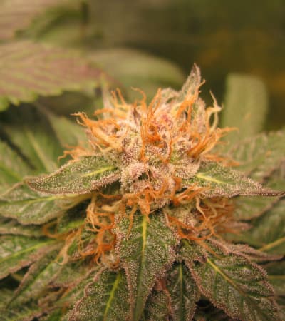 Midnight Kush > G13 Labs | Feminized Marijuana   |  Indica