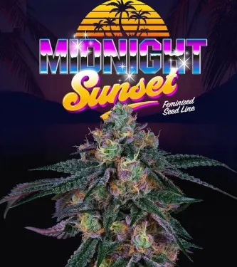 Midnight Sunset > Perfect Tree