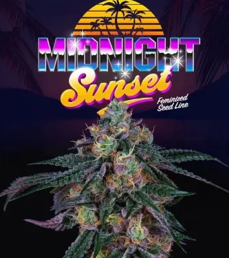 Midnight Sunset > Perfect Tree | Graines Féminisées  |  Indica