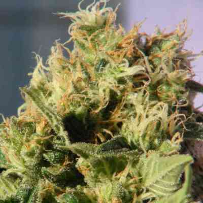 Mikromachine > Kannabia Seeds | Autoflowering Cannabis   |  Sativa