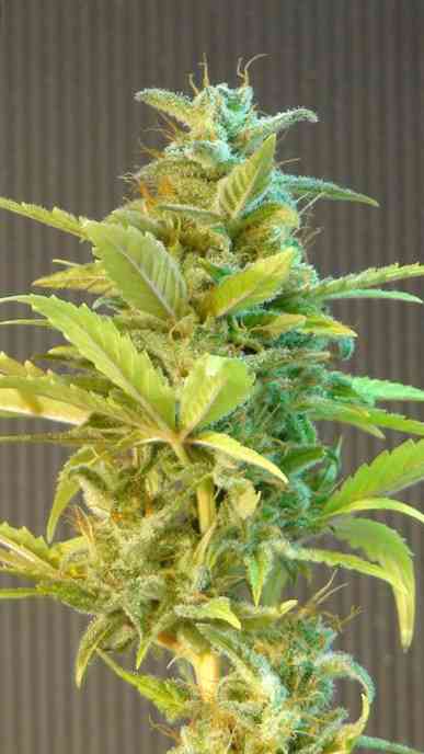 Mikromachine > Kannabia Seeds | Autoflowering Cannabis   |  Sativa