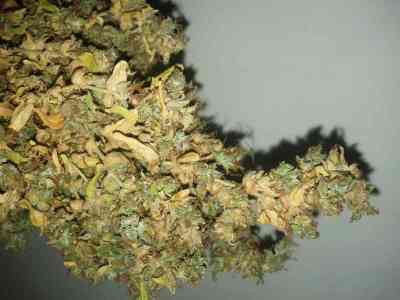 Mikromachine > Kannabia Seeds | Autoflowering Cannabis   |  Sativa