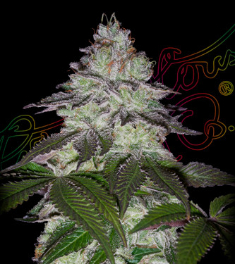 Milky Dreams > Green House Seed Company | Feminized Marijuana   |  hybrid