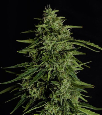 Auto Milky Way F1 > Royal Queen Seeds | Semillas autoflorecientes  |  Sativa