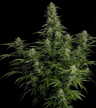 Auto Milky Way F1 > Royal Queen Seeds | Graines Autofloraison  |  Sativa