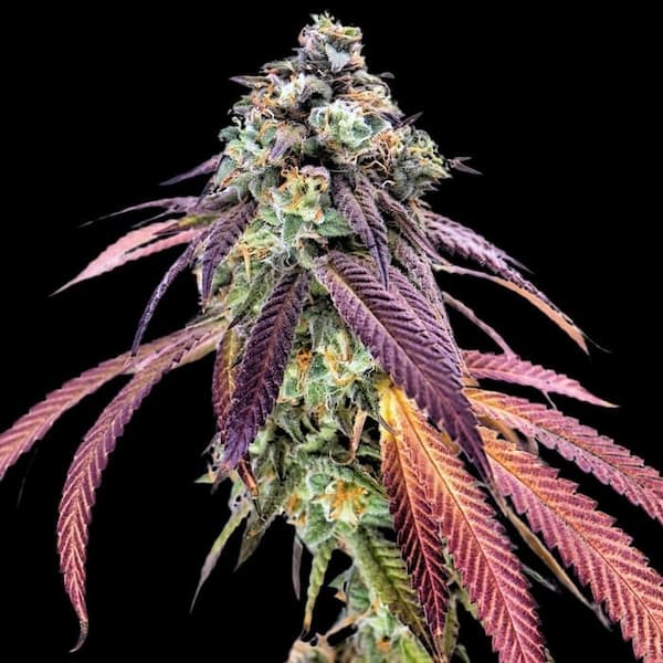 Millionaire Mindset > Empire Seeds | Graines Féminisées  |  Hybride