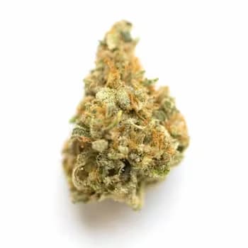 Milybarz Seed > Bask Triangle Farms | Feminized Cannabis   |  Indica