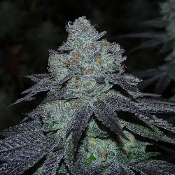 Milybarz Seed > Bask Triangle Farms | Feminized Cannabis   |  Indica