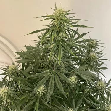 Mimosa Automatic > Royal Queen Seeds | Graines Autofloraison  |  Sativa