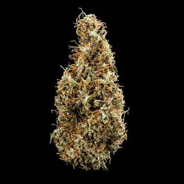 Mimosa Automatic > Royal Queen Seeds | Semillas autoflorecientes  |  Sativa