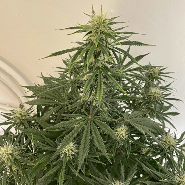 Mimosa Automatic > Royal Queen Seeds | Autoflowering Hanfsamen  |  Sativa