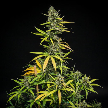 Mimosa Automatic > Royal Queen Seeds | Autoflowering Cannabis   |  Sativa