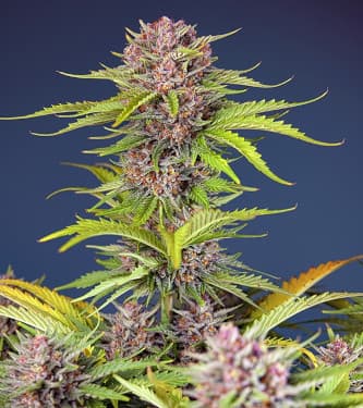 Mimosa Bruce Banner XL Auto > Sweet Seeds | Graines Autofloraison  |  Sativa