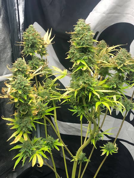 Auto Mimosa Cake semilla > Pure Instinto | Semillas de marihuana autoflorecientes  |  Sativa