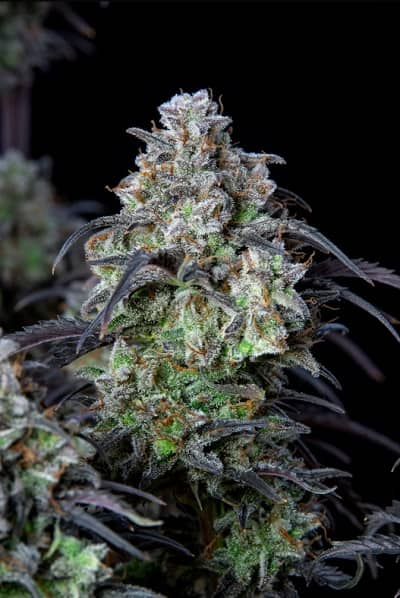 Mimosa Cake Auto > Fast Buds Company | Autoflowering Cannabis   |  Sativa