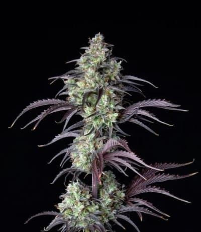 Mimosa Cake Auto > Fast Buds Company | Autoflowering Hanfsamen  |  Sativa