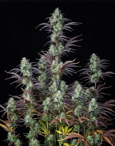 Mimosa Cake Auto > Fast Buds Company | Autoflowering Cannabis   |  Sativa