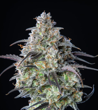 Mimosa Cake > Linda Seeds | Feminized Marijuana   |  hybrid