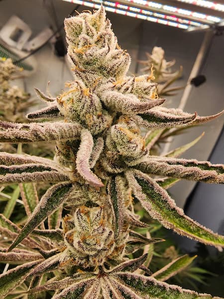 Mimosa x Chimera #3 Samen > Sweet Seeds | Feminisierte Hanfsamen  |  Sativa