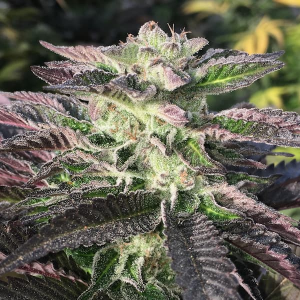 Mimosa Cookies Samen > Mamiko Seeds | Feminisierte Hanfsamen  |  Hybrid