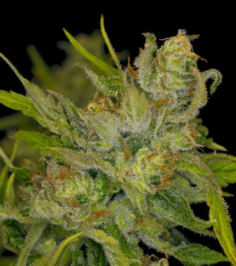 Mimosa Dream > Kannabia Seeds | Feminized Marijuana   |  hybrid