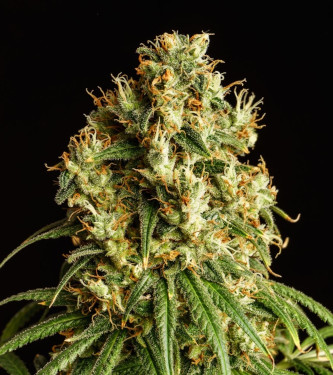 Mimosa Dream > Kannabia Seeds | Feminized Marijuana   |  hybrid