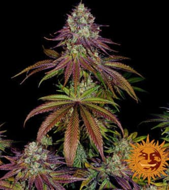 Mimosa Evo > Barneys farm | Feminized Marijuana   |  hybrid