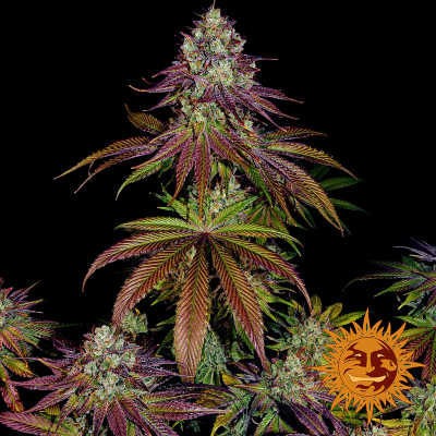linda seeds