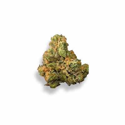 Mimosa EVO > Linda Seeds | Semillas feminizadas  |  Híbrido