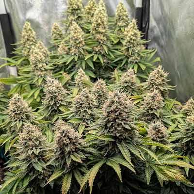 Mimosa EVO > Linda Seeds | Semillas feminizadas  |  Híbrido