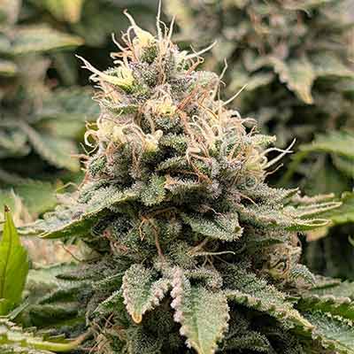 Mimosa EVO > Linda Seeds | Semillas feminizadas  |  Híbrido