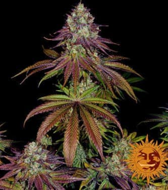 Mimosa Evo > Barneys farm | Feminisierte Hanfsamen  |  Hybrid