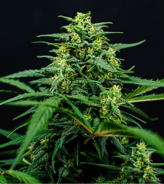 Mimosa Famosa > Bulk Seed Bank | Feminized Marijuana   |  Sativa