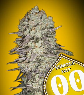 Mimosa Fast > 00 Seeds Bank | Feminized Marijuana   |  hybrid