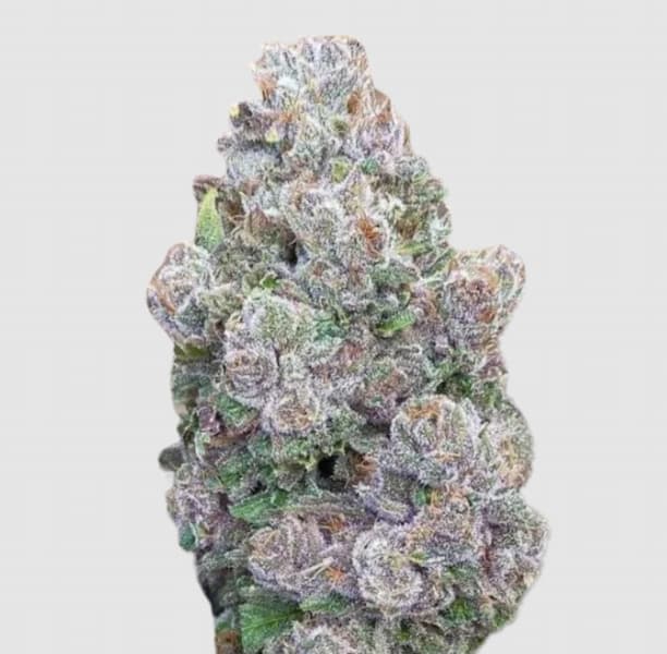 Mimosa Gusher Seed > Growers Choice | Feminized Cannabis   |  Sativa