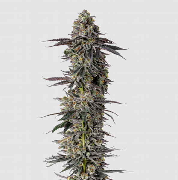 Mimosa Gusher Seed > Growers Choice | Feminized Cannabis   |  Sativa