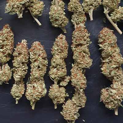 Mimosa Mints > Tramuntana Seeds | Feminisierte Hanfsamen  |  Hybrid